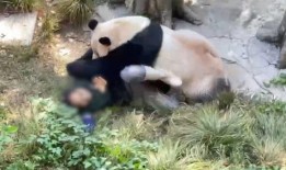 熊猫狗仔爆料视频在线观看,热门视频幕后花絮大公开