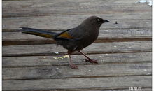 峰鸟在线观看,揭秘科技巨头背后的创新力量