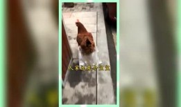 上进娱乐吃瓜群众