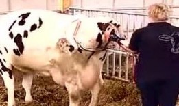 六公主爆料黄牛视频,揭秘黄牛视频背后的惊人真相