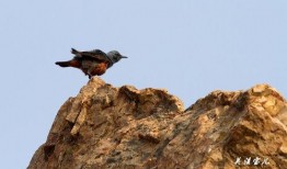 峰鸟在线观看,揭秘科技巨头背后的创新力量