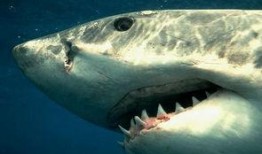 鲨鱼侵袭在线观看,鲨鱼侵袭在线观看，揭秘海洋恐怖之夜