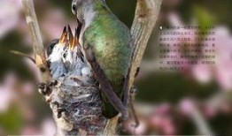 峰鸟在线观看,揭秘科技巨头背后的创新力量