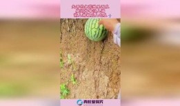 钓鱼吃瓜小说免费阅读,免费阅读的奇幻钓鱼之旅