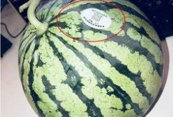 网红吃瓜官,揭秘娱乐圈幕后真相
