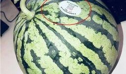 网红吃瓜官,揭秘娱乐圈幕后真相