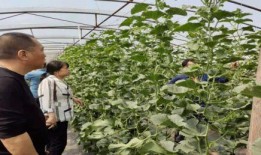 平乡网红吃瓜事件始末是什么,从热议到真相大白