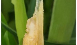 玉米最新爆料视频,惊人内幕曝光！