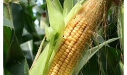 玉米最新爆料视频,惊人内幕曝光！