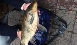 景鲤爆料新闻,揭秘娱乐圈最新热点事件