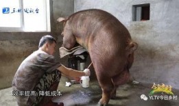 六公主爆料黄牛视频,揭秘黄牛视频背后的惊人真相