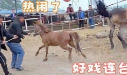 二驴子媳妇最新爆料视频,最新爆料视频揭秘真相