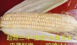 玉米最新爆料视频,惊人内幕曝光！